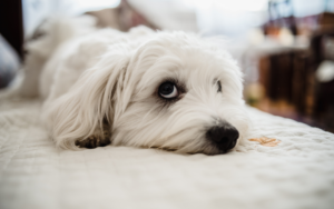Why Does My Dog Pee on the Bed?