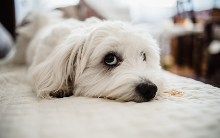 Why Does My Dog Pee on the Bed?