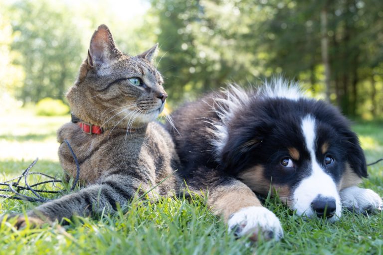 Why does my dog ​​act like a cat?