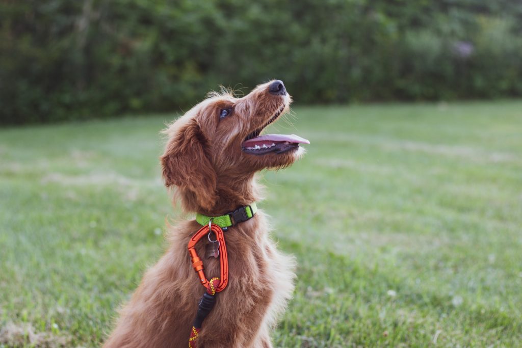 How to train a dog that doesn't like treats