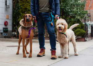How to walk two dogs at once?