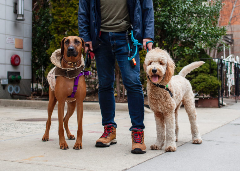 How to walk two dogs at once?