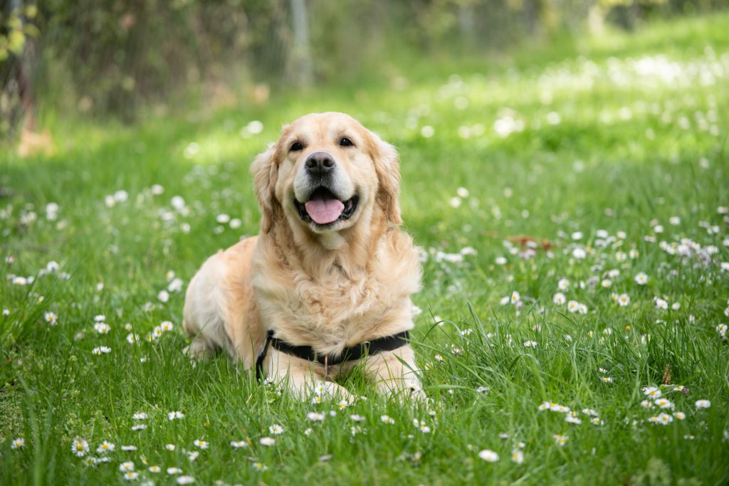 Backyard Games to Play With Your Dog