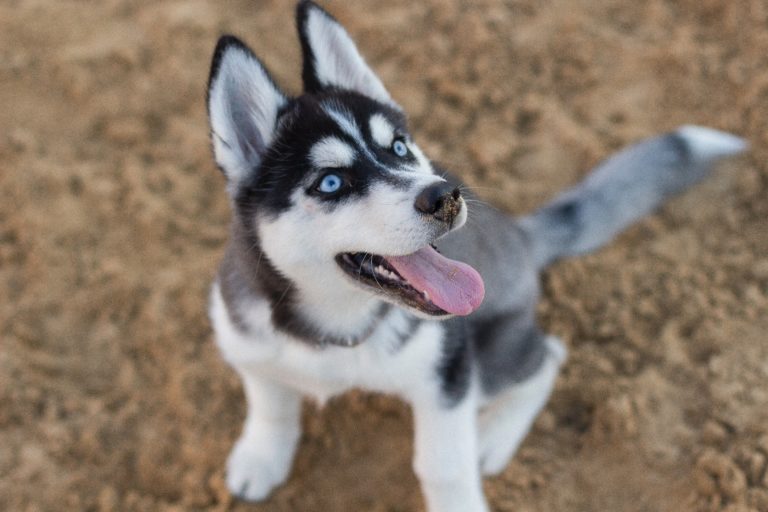 Does Weather Affect Dog Behavior?