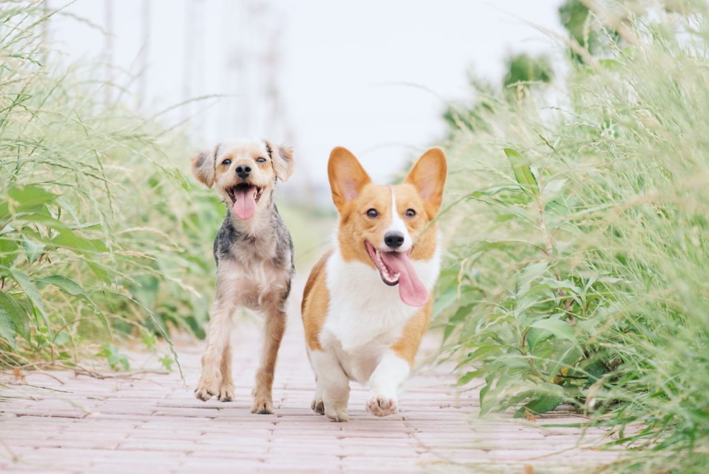 How to Introduce a New Dog to Your Current Dog?