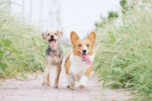How to Introduce a New Dog to Your Current Dog?