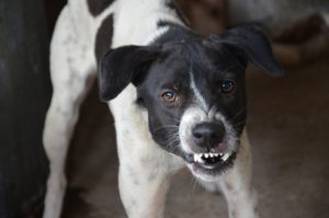 How to Socialize an Aggressive Dog