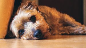 Noise Anxiety in Dogs