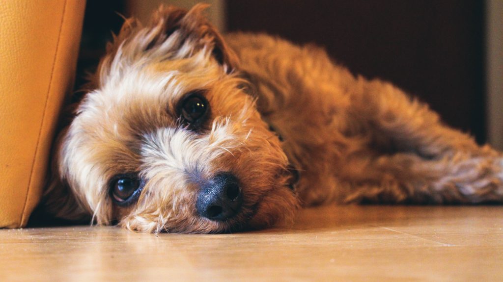 Noise Anxiety in Dogs: What is it? - B&W - Dog Walker Astoria - Dog Suffering From Noise Anxiety
