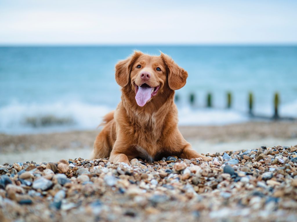 dog friendly beaches in new york
