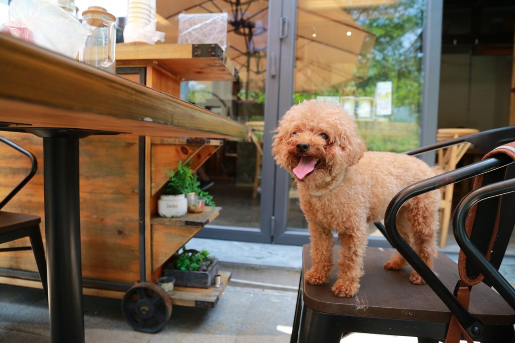 dog friendly restaurants new york city