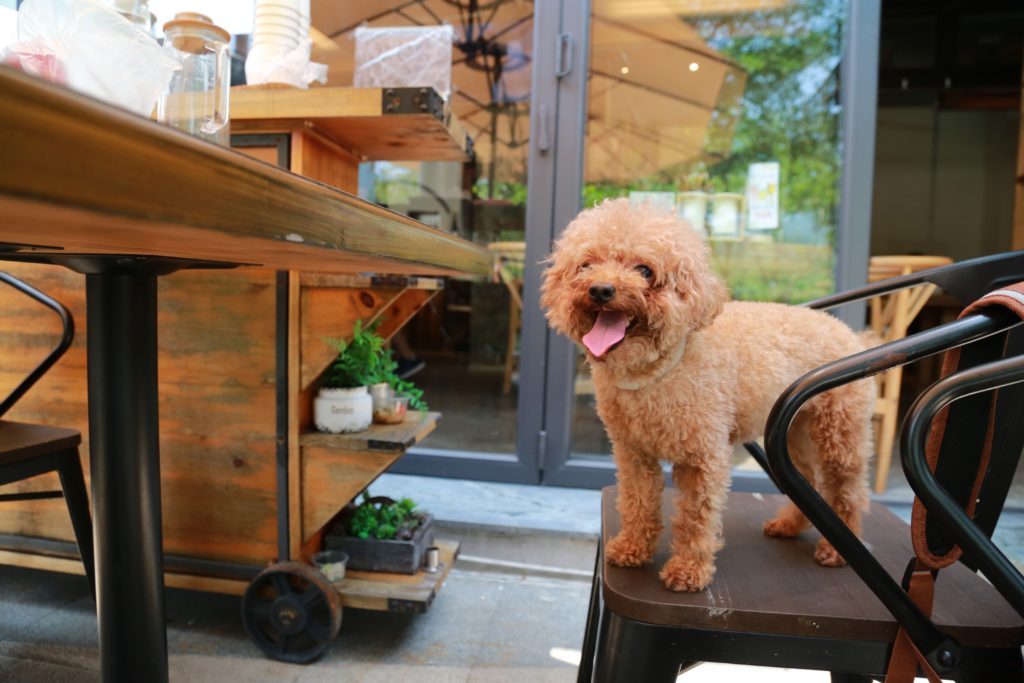 Dog Friendly Restaurants In New York City