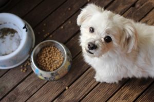 Why does my dog bark at his food?