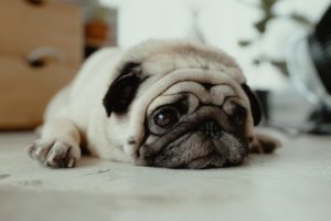 Mental Disorders in Dogs