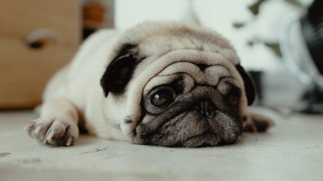 Mental Disorders in Dogs