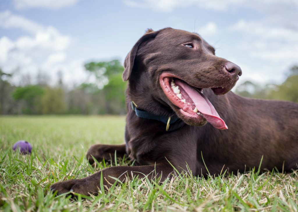 How Do I Know If My Dog Is Happy