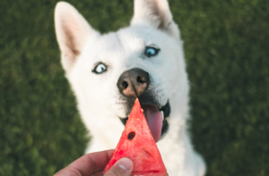 Summer diet for dogs