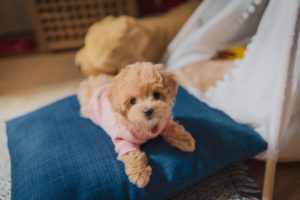how long can i leave puppy alone