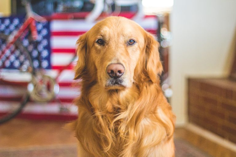 Signs of Stress in Dogs