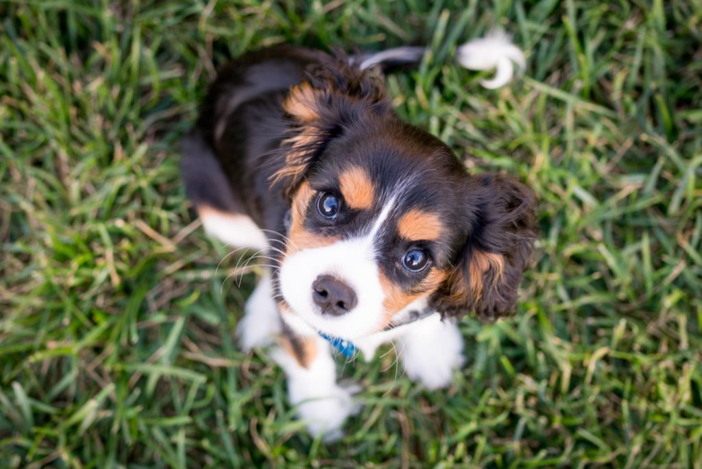 confident puppy