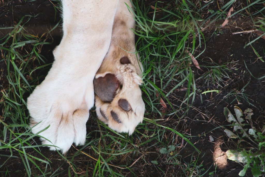 how to protect dogs paws in summer