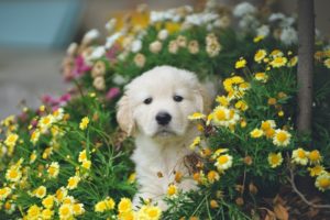 how long does puppyhood last
