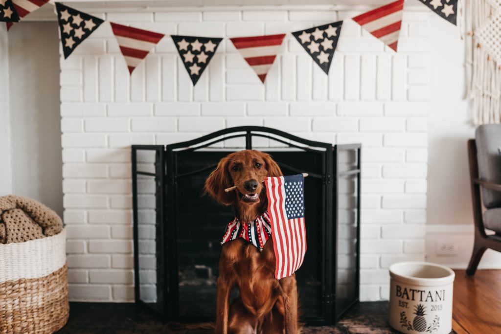 July 4th and dogs
