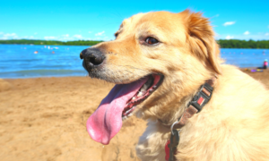 Taking your dog to the beach for the first time