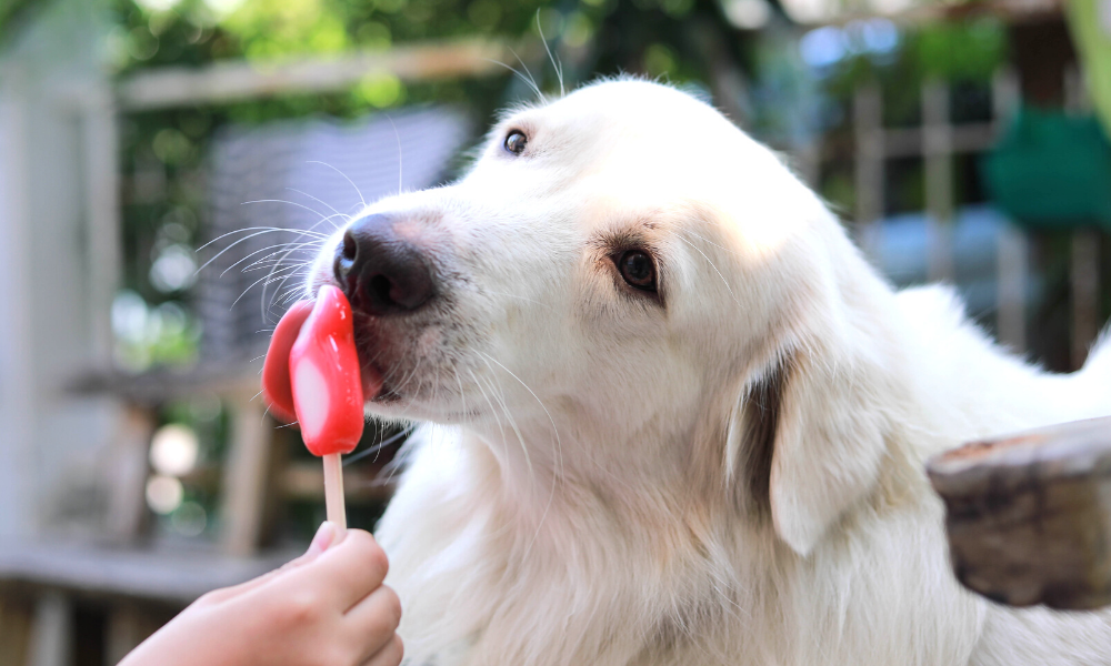 ice cream recipes for dogs