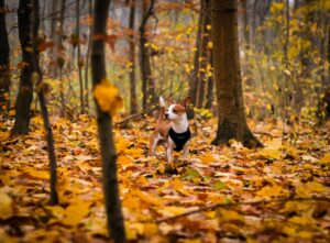 autumn tips for dogs owners