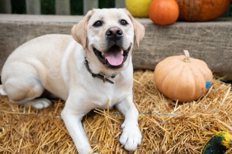 can dogs eat pumpkin