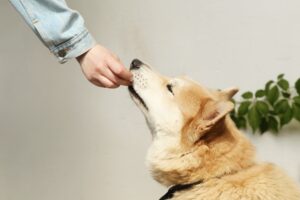 dog eats chocolate