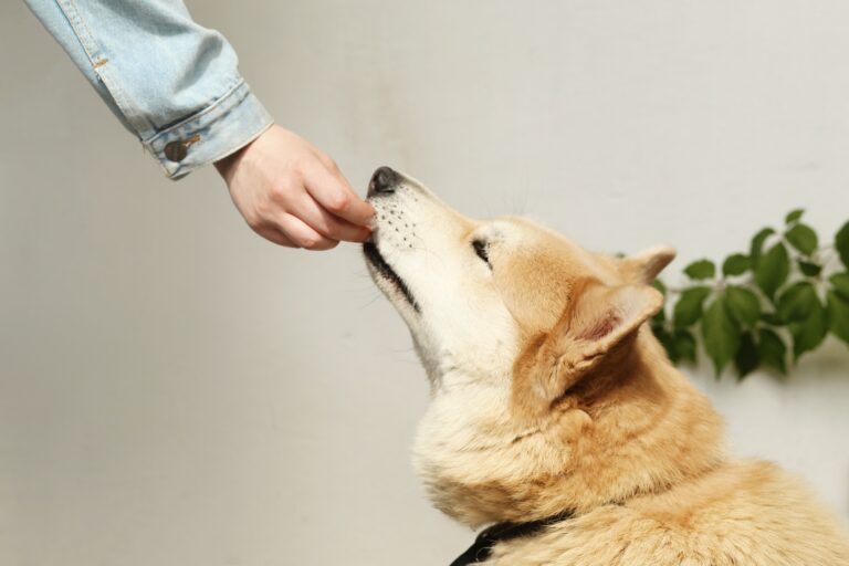 dog eats chocolate