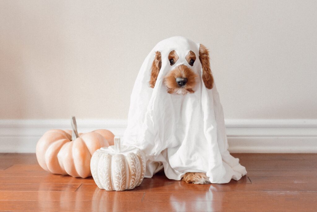 dog’s halloween costume