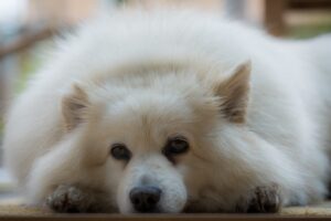 prevent burnout in dog training