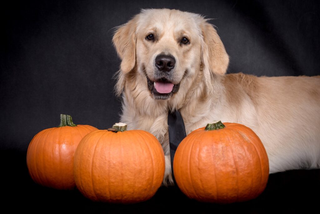 pumpkin recipes for dogs