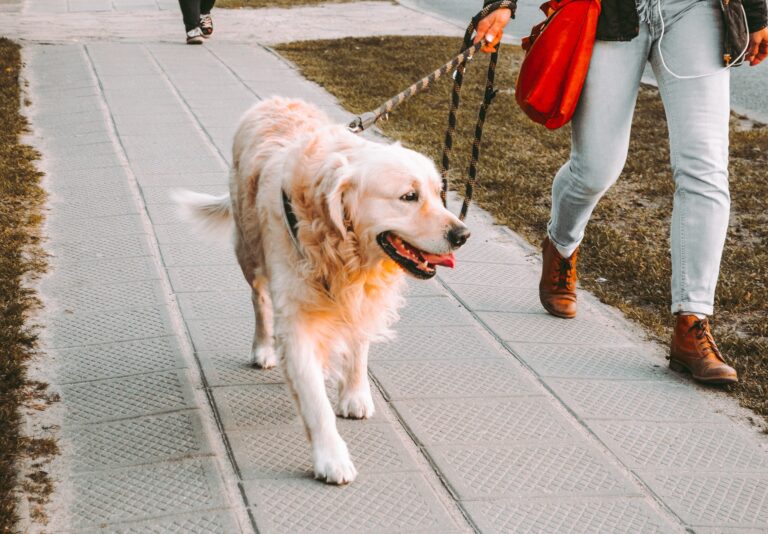 stop leash tugging and biting