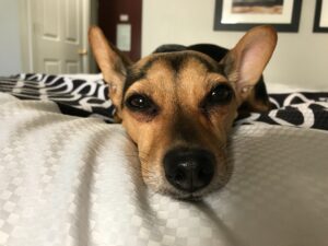 Does your Dog Know If you are Sick