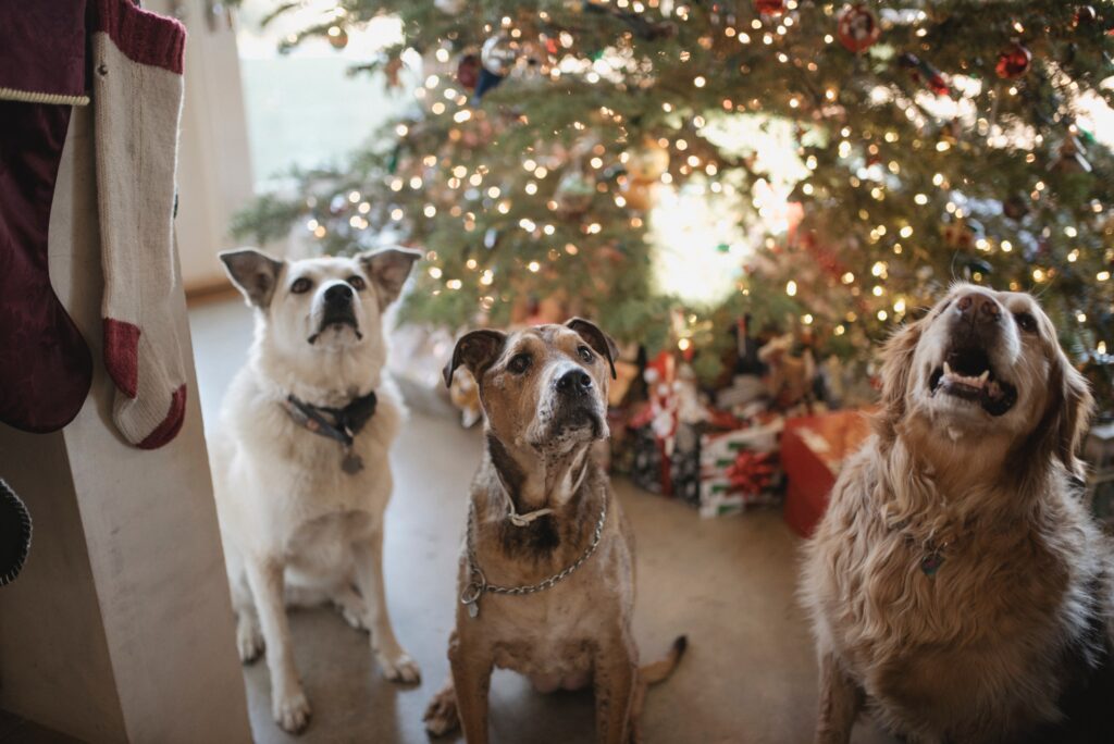 Help your dog deal with visitors during the holidays