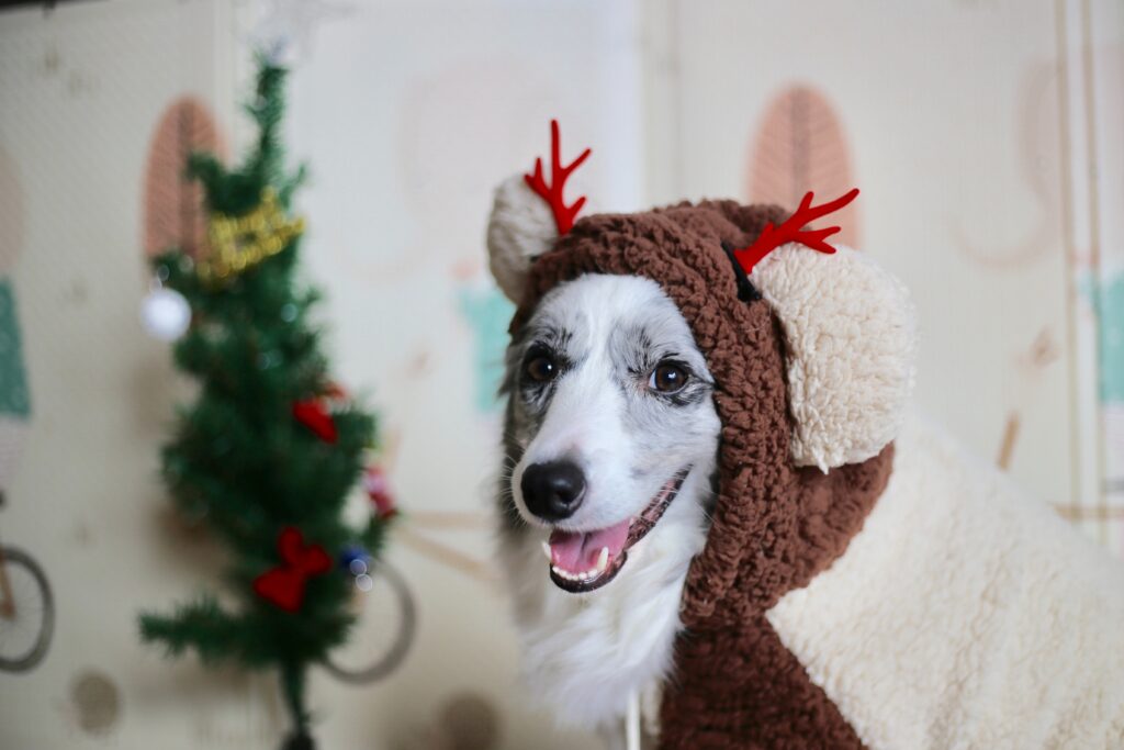 Holiday Safety Tips For Dogs