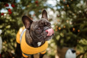 Homemade Christmas Dog Recipes