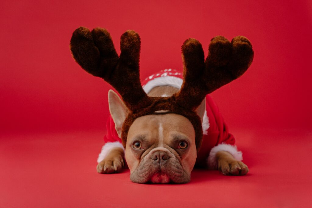 How to Prepare Your Dog for the Holiday Season