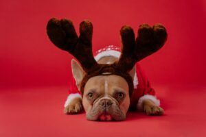 How to Prepare Your Dog for the Holiday Season