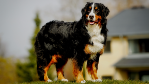 Terrific Tricks to Teach Large and Giant Breed Dogs