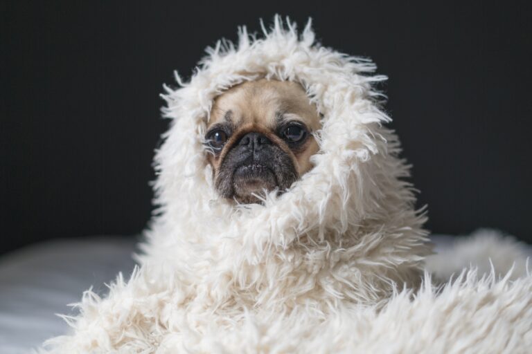 5 ways to keep your dog warm and safe this winter