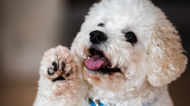 How to Make Your Own Dog Paw Balm?