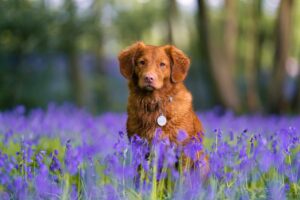 How to enjoy nature with your dog in spring
